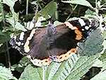 Schmetterling (7 kB)