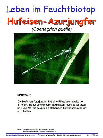 Hufeisen-Azurjungfer