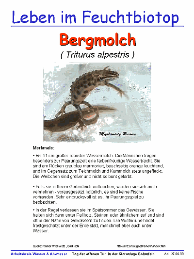 Bergmolch