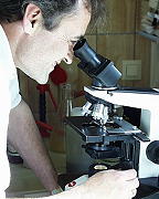 Dr. Weber am Mikroskop